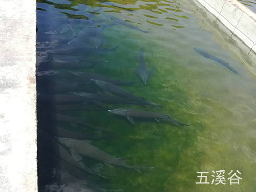 三文魚