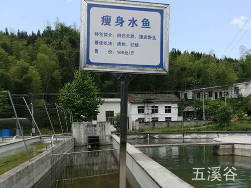 瘦身水魚