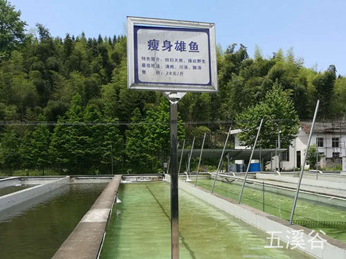 瘦身雄魚